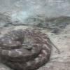 Rough Scaled Python