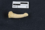 Proximal foot phalanx of a Homo luzonensis individual known as CCH4, showing the longitudinal curvature of the bone. 