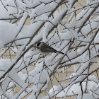 Black Capped Chickadee