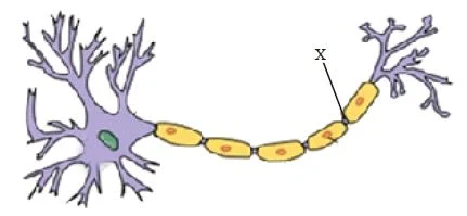 Neuron