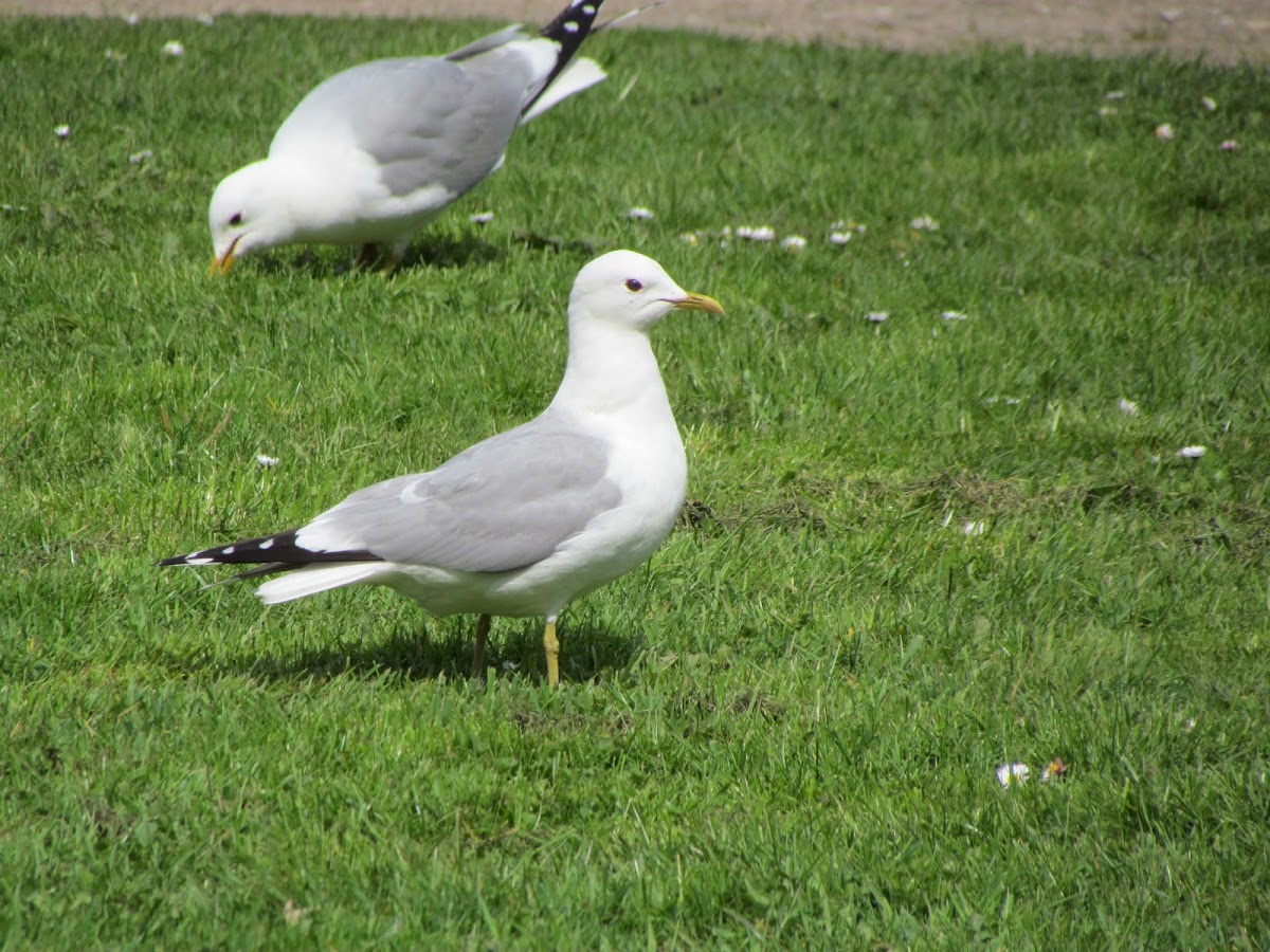 Common gull