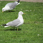 Common gull