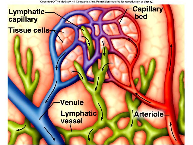 Lymphatic System & Immunity Pictures | Chandler Physical Therapy