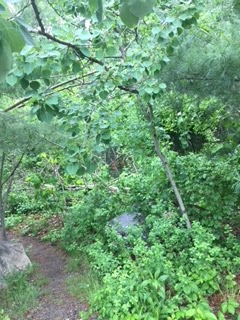 Quaking Aspen