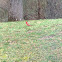 Northern Cardinal