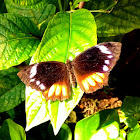 Tailed Palmfly