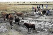 HEALTH HAZARD:  Residents of Bodibe near Lichtenburg in  North West share a fountain with their animals Photo: Boitumelo Tshehle