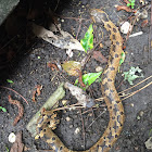 Eastern Hognose