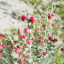 Desert Christmas cholla