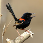 Red-backed Fairy-wren