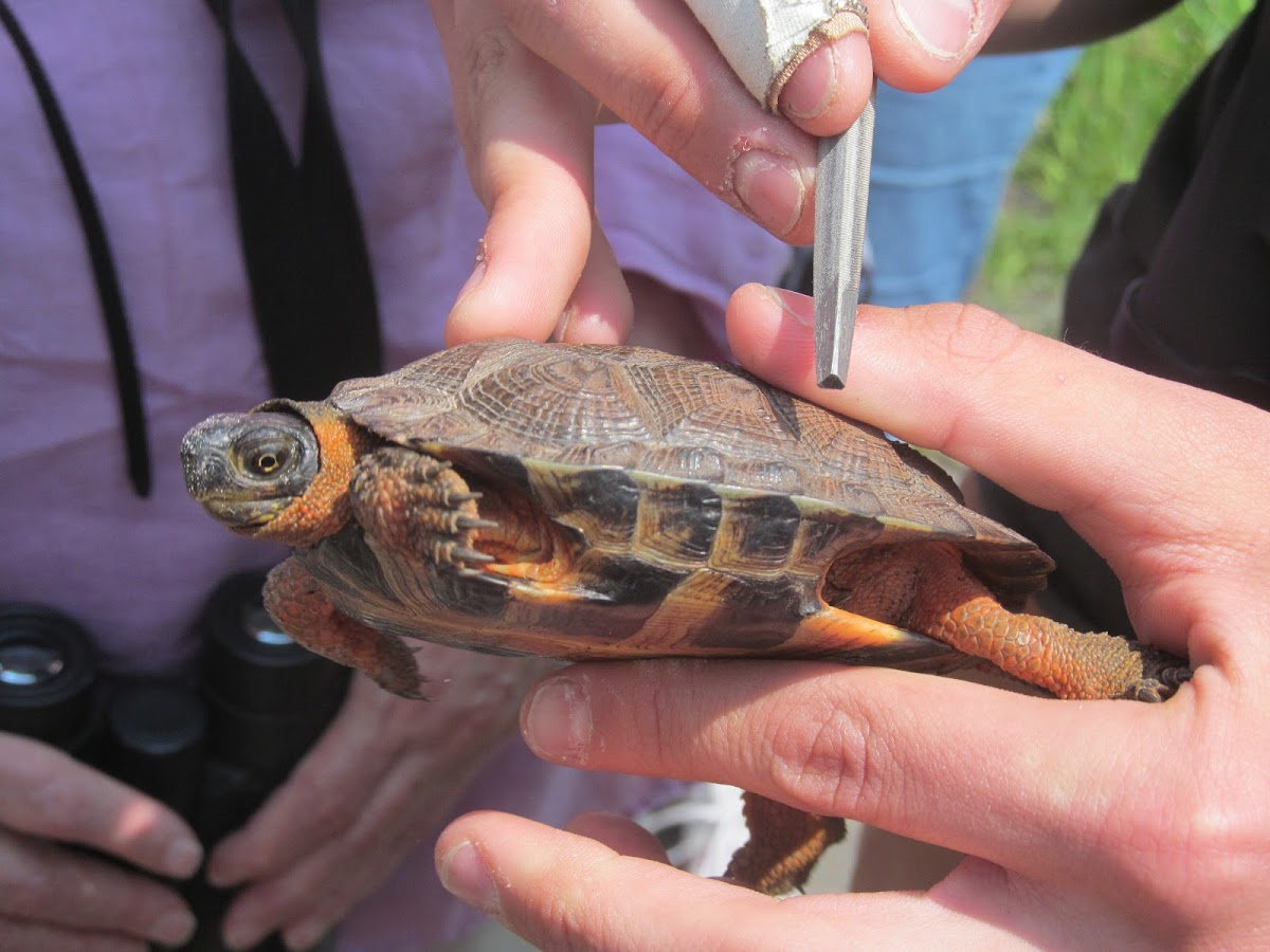 Wood Turtle