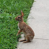 Eastern cottontail