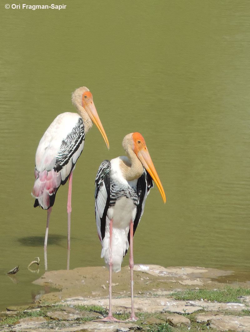 Painted stork