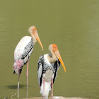 Painted stork