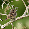 European Stonechat