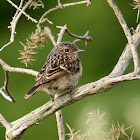 European Stonechat