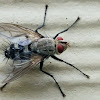 Tachinid fly