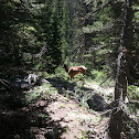 Elk