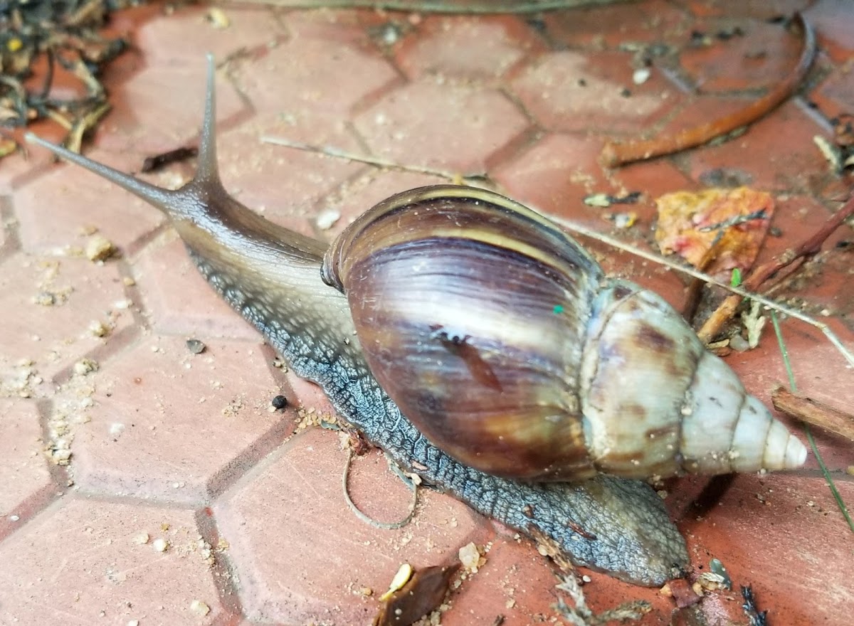 Giant African land snail