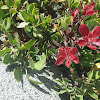 Manzanita in bloom