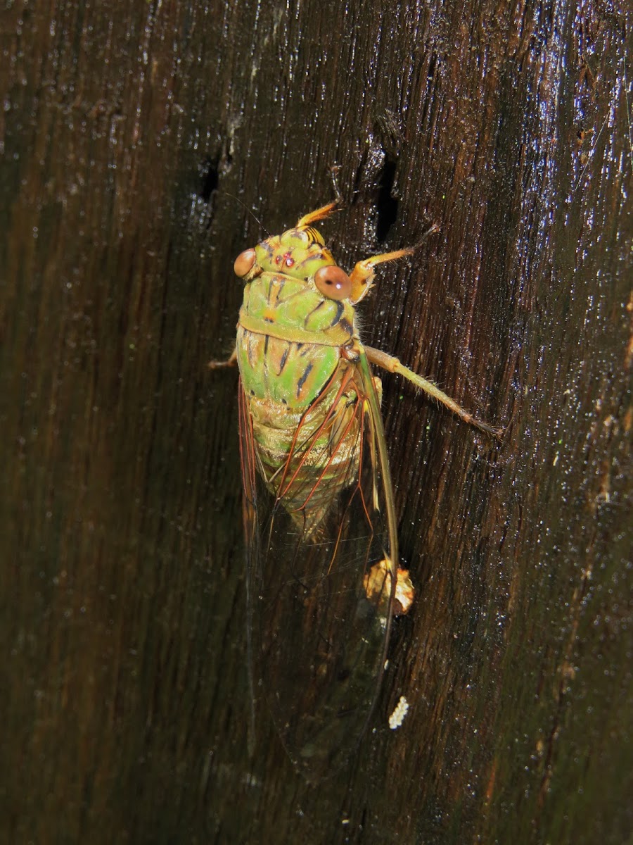 Cicada