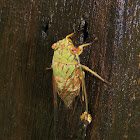 Cicada