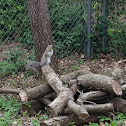 Eastern gray squirrel