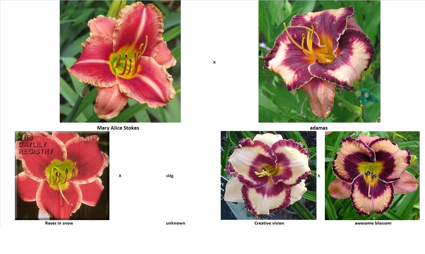 Les hybridations de 2018 chez grigri (semées en 2019) - Page 2 M-_FmlKRHOUkdWsqYLdbdF1mIf5QaIPQJSYlg32ypeSuWP1-eY6raiQlaBPeIghjAVpLAq9TLD8F10XVIaQLvxUEzwvAv6Dh3gl8MDvZtecT8HCOobe1ulDo1T4ktGSyOiDKoa7mdIA=w2400