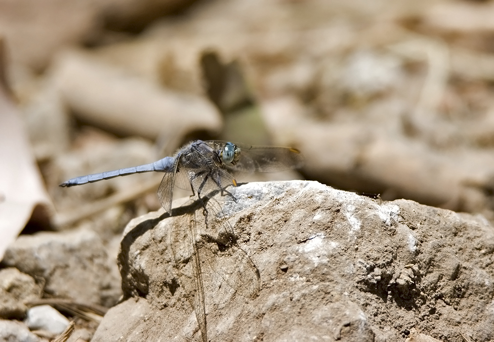 Keeled Skimmer