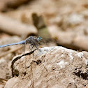 Keeled Skimmer