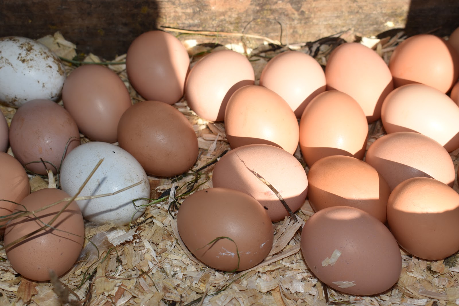 more nest boxes aggressive chickens