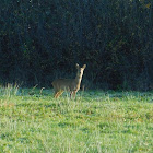 white-tailed deer