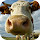 Cow Wallpaper HD Custom New Tab