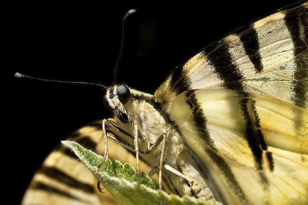 La farfalla spiegò le ali al vento , ma non le capì di Utopia