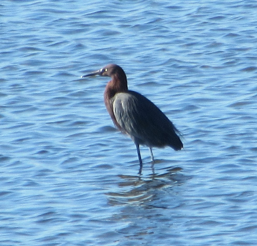 Reddish Egret