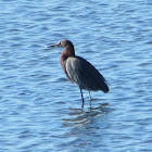 Reddish Egret