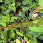 Eastern Pondhawk