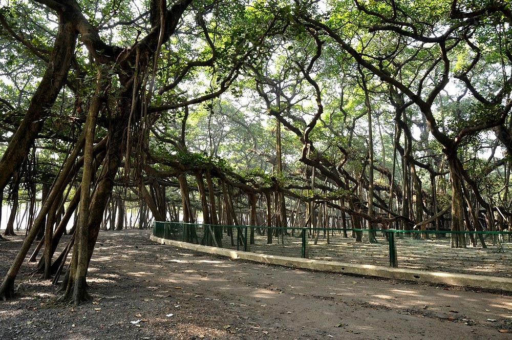 Grande Árvore de Banyan