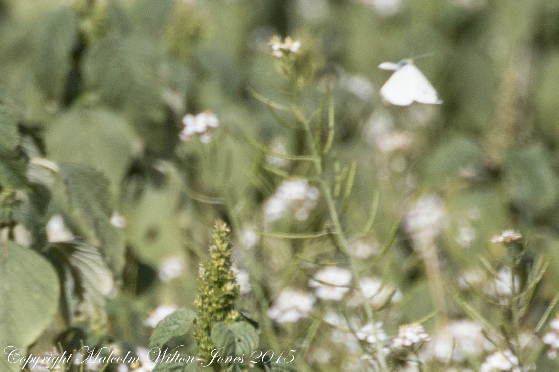 Small White