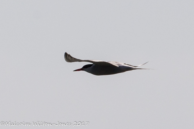 Common Tern; Charrán Común