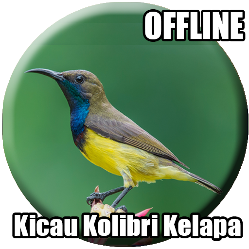 Suara Burung Kolibri Kelapa Mp3 Aplikasi Di Google Play