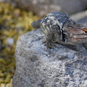 Desert Spiny Lizard