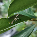 Starfruit Flowermoth