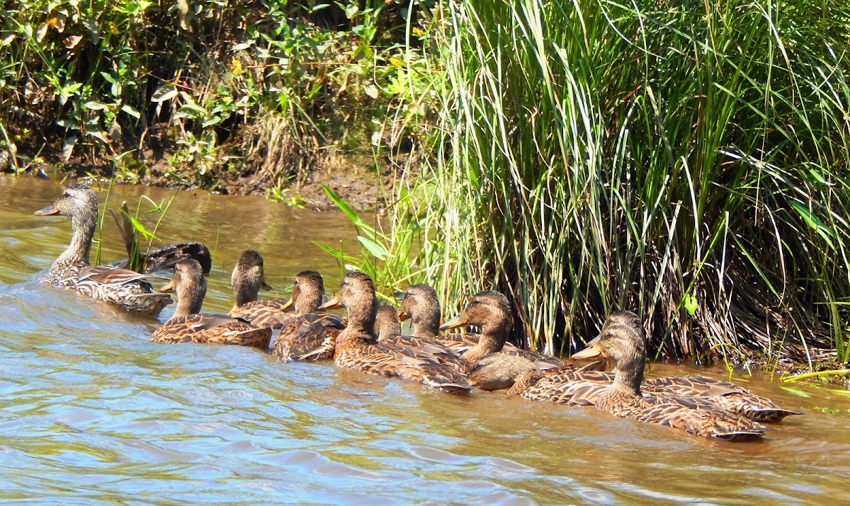 Mallard