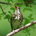 Wood Thrush