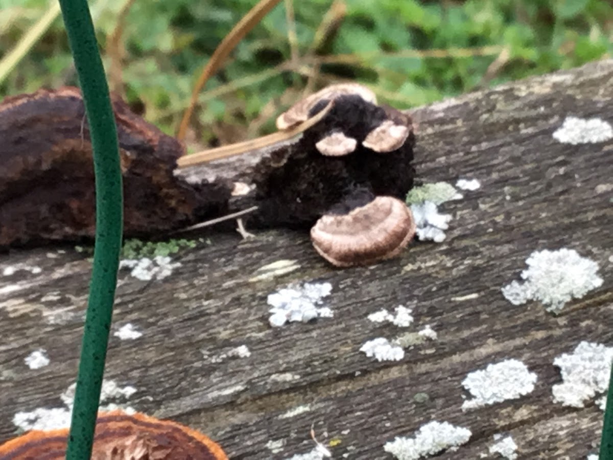 Late Fall Oyster Mushroom