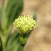 Indian Ragwort