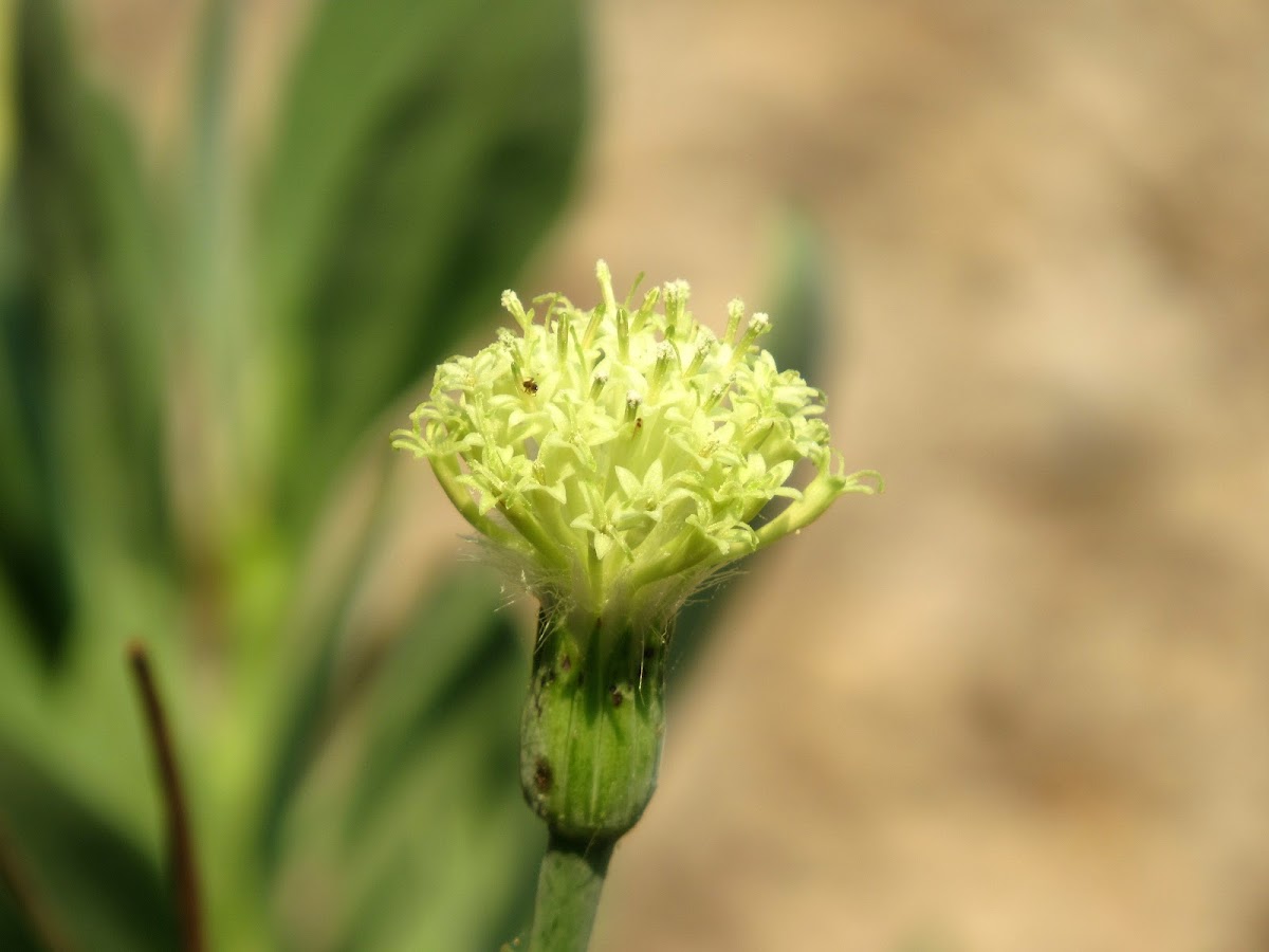 Indian Ragwort