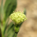 Indian Ragwort