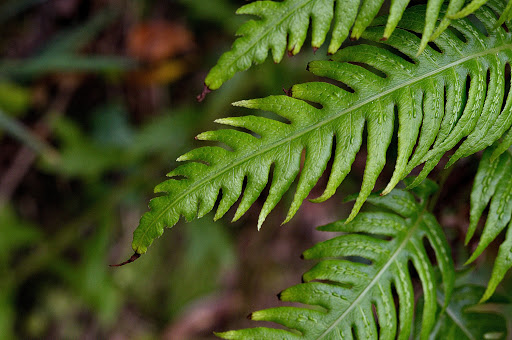 Woodwardia radicans